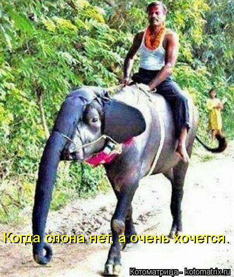 Когда слона нет, а очень хочется.... Котоматрица: Когда слона нет, а очень хочется.