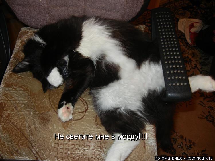 Не светите мне в морду!!!!... Котоматрица: Не светите мне в морду!!!!