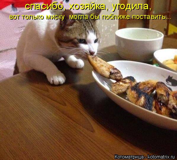 Котоматрица: спасибо, хозяйка, угодила, вот только миску  могла бы поближе поставить...