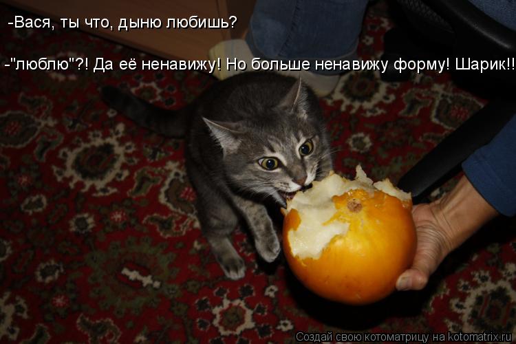 -"люблю"?! Да её ненавижу! Но больше ненавижу форму! Шарик!!! -Вася, ты что, дыню любишь?... Котоматрица: -"люблю"?! Да её ненавижу! Но больше ненавижу форму! Шарик!!! -Вася, ты что, дыню любишь?