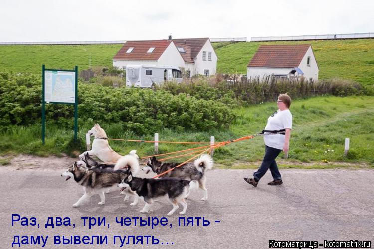 Раз, два, три, четыре, пять - даму вывели гулять…... Котоматрица: Раз, два, три, четыре, пять - даму вывели гулять…