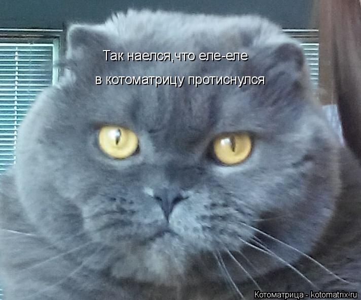 Котоматрица: Так наелся,что еле-еле в котоматрицу протиснулся