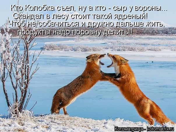Кто Колобка съел, ну а кто - сыр у вороны... Скандал в лесу стоит такой ядреный! Чтоб не собачиться и... Котоматрица: Кто Колобка съел, ну а кто - сыр у вороны... Скандал в лесу стоит такой ядреный! Чтоб не собачиться и дружно дальше жить, продукты надо поровну