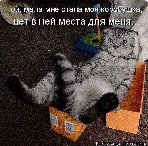 ой, мала мне стала моя коробушка, нет в ней места для меня...... Котоматрица: ой, мала мне стала моя коробушка, нет в ней места для меня...