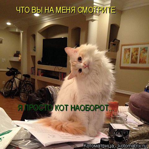 ЧТО ВЫ НА МЕНЯ СМОТРИТЕ Я ПРОСТО КОТ НАОБОРОТ...... Котоматрица: ЧТО ВЫ НА МЕНЯ СМОТРИТЕ Я ПРОСТО КОТ НАОБОРОТ...