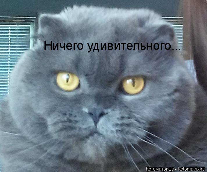 Котоматрица: Ничего удивительного...