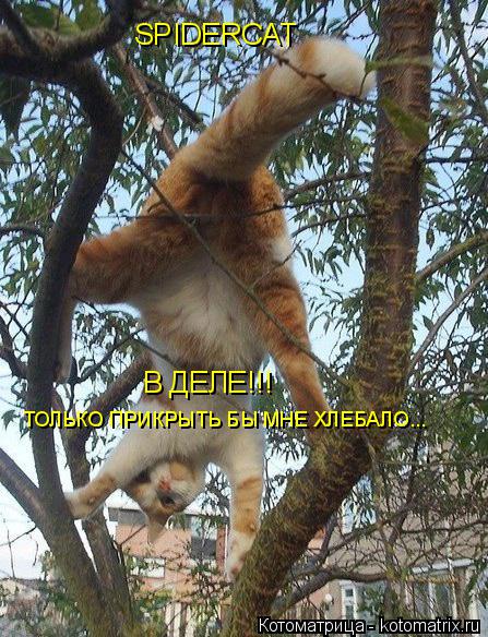 SPIDERCAT В ДЕЛЕ!!! ТОЛЬКО ПРИКРЫТЬ БЫ МНЕ ХЛЕБАЛО...... Котоматрица: SPIDERCAT В ДЕЛЕ!!! ТОЛЬКО ПРИКРЫТЬ БЫ МНЕ ХЛЕБАЛО...