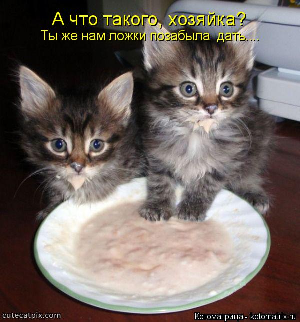 Котоматрица: А что такого, хозяйка?  Ты же нам ложки позабыла  дать....