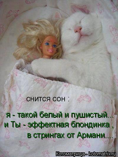 снится сон : я - такой белый и пушистый... и Ты - эффектная блондинка , в стрингах от Армани....... Котоматрица: снится сон : я - такой белый и пушистый... и Ты - эффектная блондинка , в стрингах от Армани....