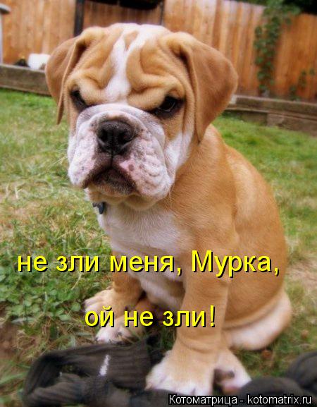 не зли меня, Мурка, ой не зли!... Котоматрица: не зли меня, Мурка, ой не зли!
