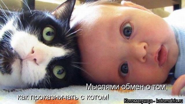 Котоматрица: Мыслями обмен о том, как проказничать с котом!
