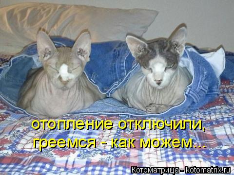 Котоматрица: отопление отключили,  греемся - как можем...