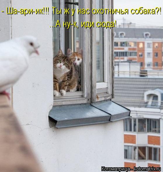 - Ша-ари-ик!!! Ты ж у нас охотничья собака?! ...А ну-к, иди сюда!... Котоматрица: - Ша-ари-ик!!! Ты ж у нас охотничья собака?! ...А ну-к, иди сюда!