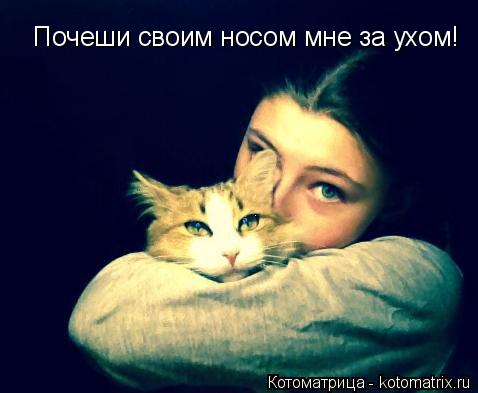 Почеши своим носом мне за ухом!... Котоматрица: Почеши своим носом мне за ухом!