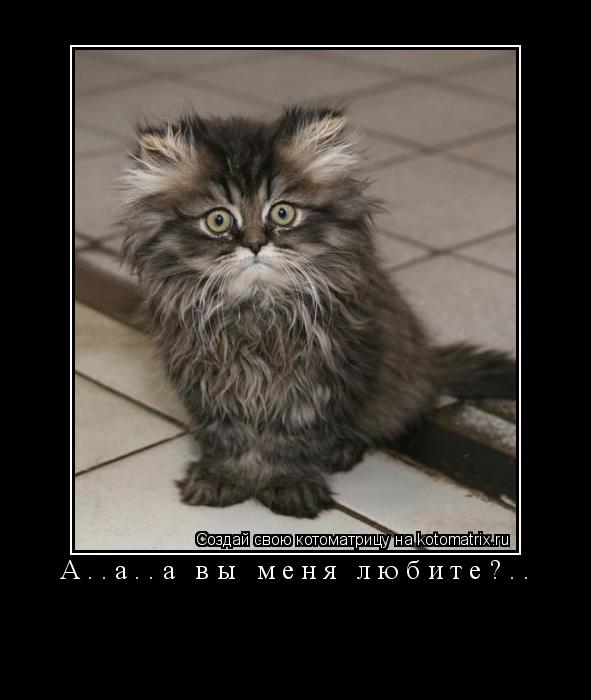 А..а..а вы меня любите?.. ... Котоматрица: А..а..а вы меня любите?..