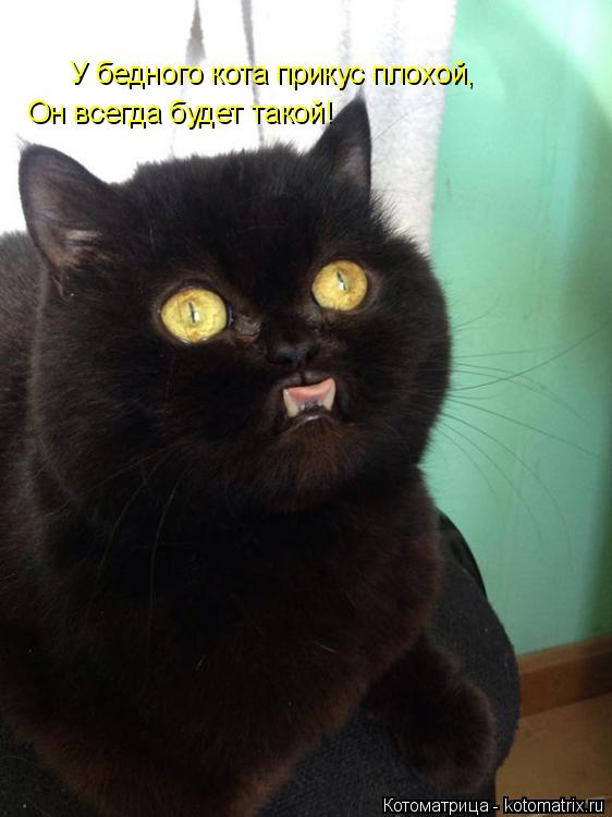 У бедного кота прикус плохой, Он всегда будет такой!... Котоматрица: У бедного кота прикус плохой, Он всегда будет такой!