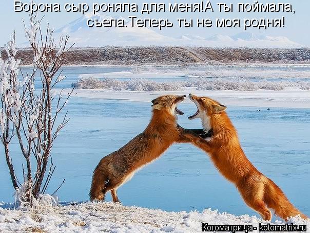 Ворона сыр роняла для меня!А ты поймала, съела.Теперь ты не моя родня!... Котоматрица: Ворона сыр роняла для меня!А ты поймала, съела.Теперь ты не моя родня!