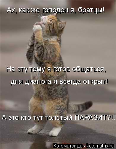 Ах, как же голоден я, братцы! На эту тему я готов общаться, для диалога я всегда открыт! А это кто ту... Котоматрица: Ах, как же голоден я, братцы! На эту тему я готов общаться, для диалога я всегда открыт! А это кто тут толстый ПАРАЗИТ?!!