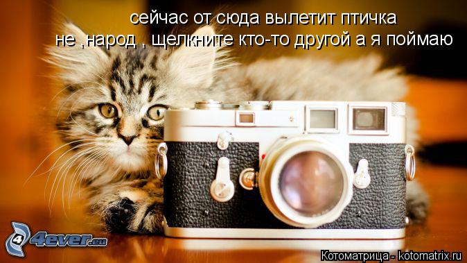 сейчас от сюда вылетит птичка не ,народ , щелкните кто-то другой а я поймаю... Котоматрица: сейчас от сюда вылетит птичка не ,народ , щелкните кто-то другой а я поймаю