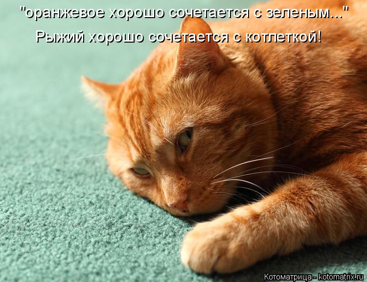 "оранжевое хорошо сочетается с зеленым..." Рыжий хорошо сочетается с котлеткой!... Котоматрица: "оранжевое хорошо сочетается с зеленым..." Рыжий хорошо сочетается с котлеткой!