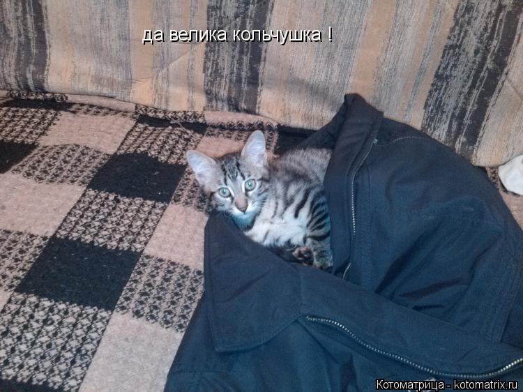 да велика кольчушка !... Котоматрица: да велика кольчушка !