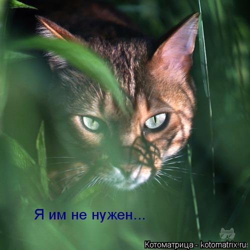Я им не нужен...... Котоматрица: Я им не нужен...