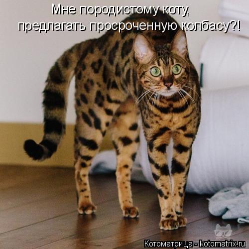 Мне породистому коту, предлагать просроченную колбасу?!... Котоматрица: Мне породистому коту, предлагать просроченную колбасу?!