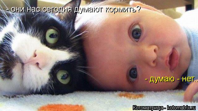 - они нас сегодня думают кормить? - думаю - нет...... Котоматрица: - они нас сегодня думают кормить? - думаю - нет...