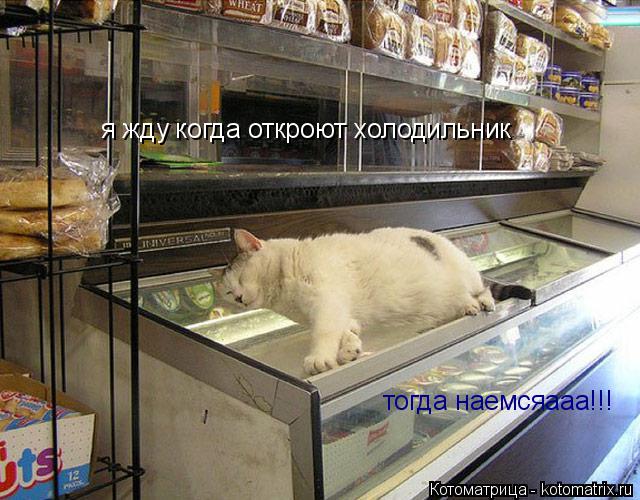 я жду когда откроют холодильник тогда наемсяааа!!!... Котоматрица: я жду когда откроют холодильник тогда наемсяааа!!!