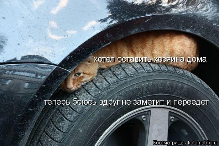 хотел оставить хозяина дома теперь боюсь вдруг не заметит и переедет... Котоматрица: хотел оставить хозяина дома теперь боюсь вдруг не заметит и переедет