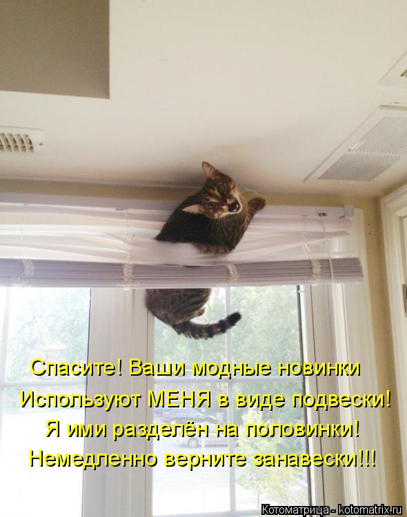 Котоматрица: Спасите! Ваши модные новинки  Используют МЕНЯ в виде подвески! Я ими разделён на половинки! Немедленно верните занавески!!!