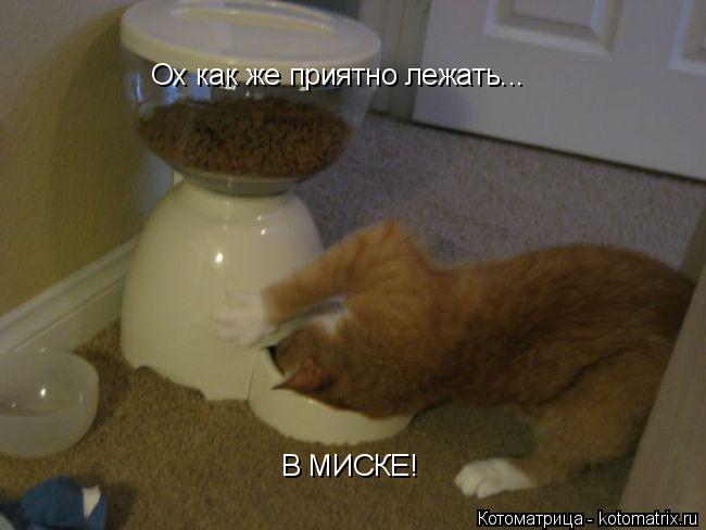 Ох как же приятно лежать... В МИСКЕ!... Котоматрица: Ох как же приятно лежать... В МИСКЕ!