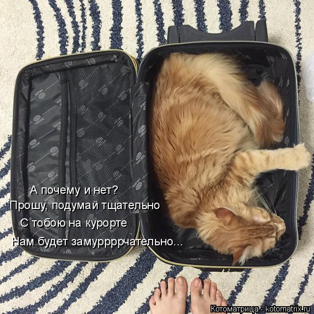 Прошу, подумай тщательно С тобою на курорте Нам будет замуррррчательно... А почему и нет?... Котоматрица: Прошу, подумай тщательно С тобою на курорте Нам будет замуррррчательно... А почему и нет?