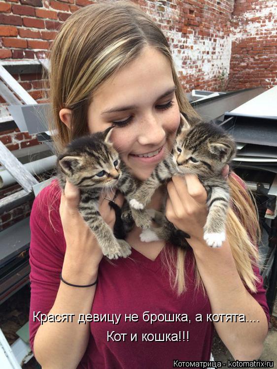Красят девицу не брошка, а котята.... Кот и кошка!!!... Котоматрица: Красят девицу не брошка, а котята.... Кот и кошка!!!