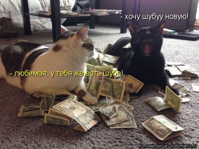 - хочу шубуу новую! - любимая, у тебя же есть шуба!... Котоматрица: - хочу шубуу новую! - любимая, у тебя же есть шуба!