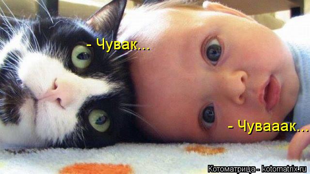 - Чувак... - Чувааак...... Котоматрица: - Чувак... - Чувааак...