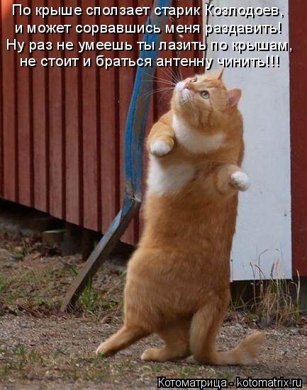По крыше сползает старик Козлодоев, и может сорвавшись меня раздавить! Ну раз не умеешь ты лазить по ... Котоматрица: По крыше сползает старик Козлодоев, и может сорвавшись меня раздавить! Ну раз не умеешь ты лазить по крышам, не стоит и браться антенну чини