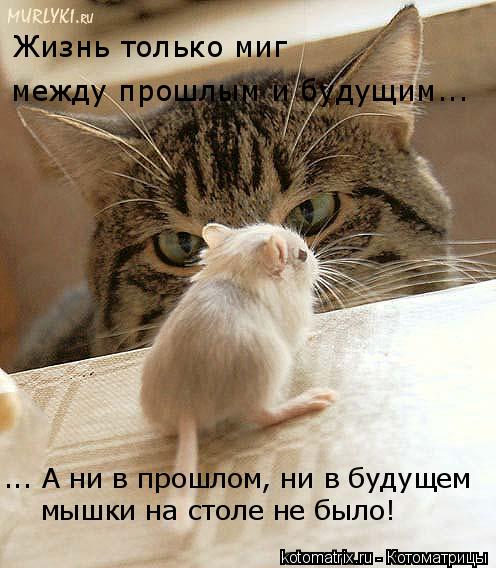 между прошлым и будущим... Жизнь только миг ... А ни в прошлом, ни в будущем мышки на столе не было!... Котоматрица: между прошлым и будущим... Жизнь только миг ... А ни в прошлом, ни в будущем мышки на столе не было!
