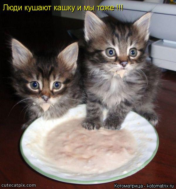 Люди кушают кашку и мы тоже !!!... Котоматрица: Люди кушают кашку и мы тоже !!!