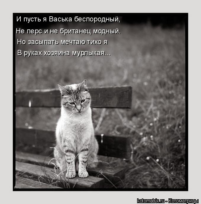 Котоматрица: И пусть я Васька беспородный, В руках хозяина мурлыкая... Но засыпать мечтаю тихо я Не перс и не британец модный.
