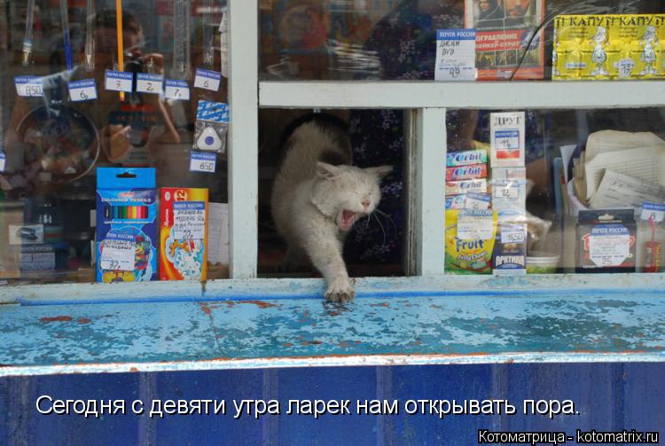Сегодня с девяти утра ларек нам открывать пора.... Котоматрица: Сегодня с девяти утра ларек нам открывать пора.
