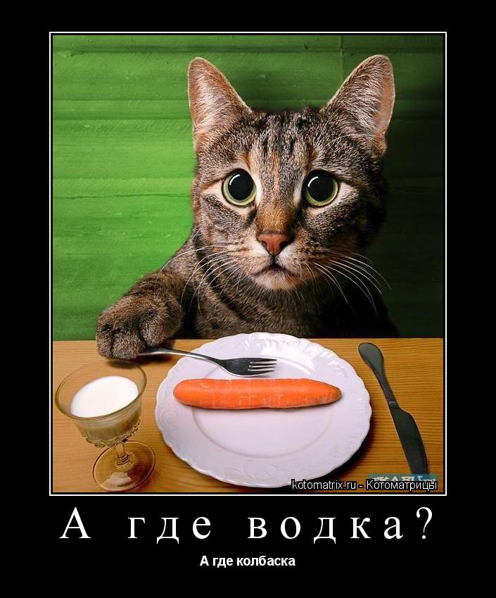 Котоматрица: А где водка? А где колбаска