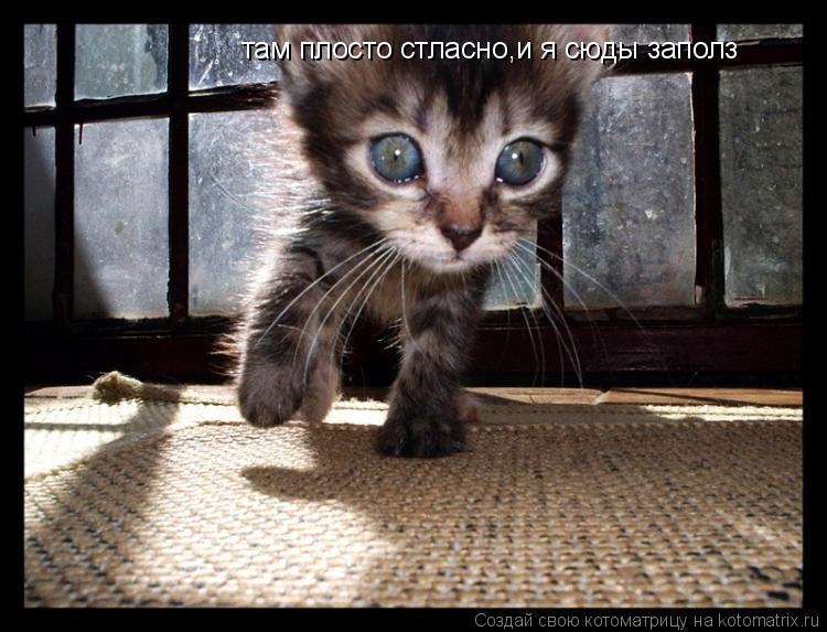 там плосто стласно,и я сюды заполз... Котоматрица: там плосто стласно,и я сюды заполз