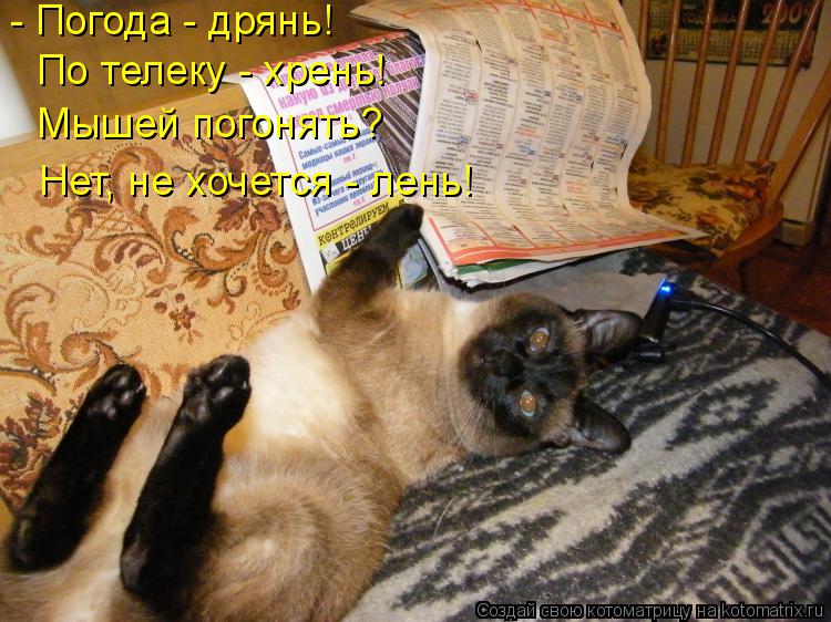 Котоматрица: - Погода - дрянь! По телеку - хрень! Мышей погонять? Нет, не хочется - лень!