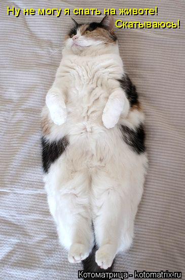 Котоматрица: Ну не могу я спать на животе!   Скатываюсь!