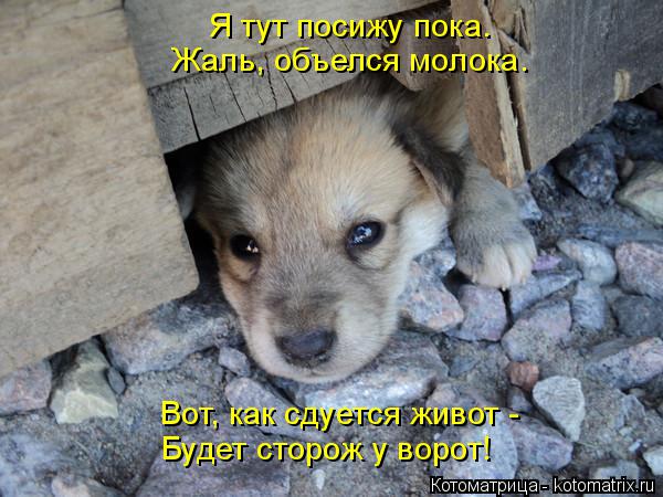 Я тут посижу пока. Жаль, объелся молока. Вот, как сдуется живот - Будет сторож у ворот!... Котоматрица: Я тут посижу пока. Жаль, объелся молока. Вот, как сдуется живот - Будет сторож у ворот!