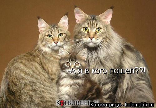-А я в кого пошел??!... Котоматрица: -А я в кого пошел??!