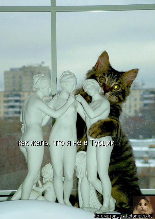 Котоматрица: как жаль, что я не в Турции...