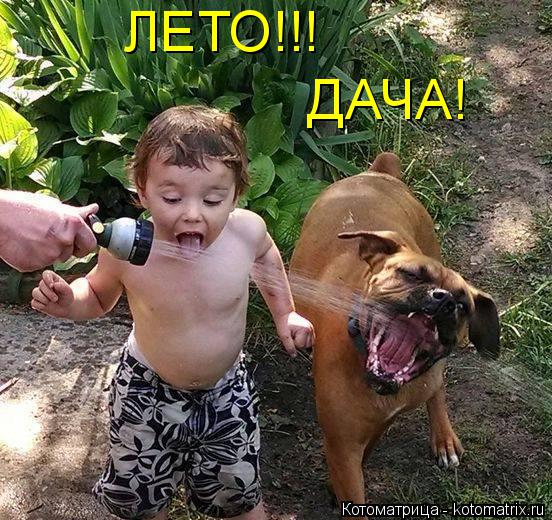 ЛЕТО!!! ДАЧА!... Котоматрица: ЛЕТО!!! ДАЧА!