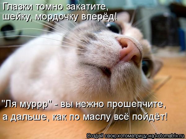 Глазки томно закатите, шейку, мордочку вперёд! "Ля муррр" - вы нежно прошепчите, а дальше, как по мас... Котоматрица: Глазки томно закатите, шейку, мордочку вперёд! "Ля муррр" - вы нежно прошепчите, а дальше, как по маслу всё пойдёт!